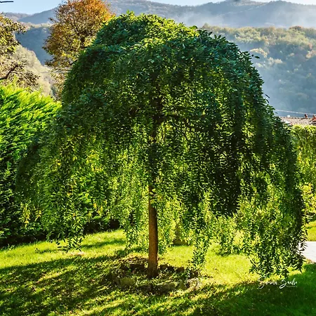 Nocleg ze śniadaniem Narciso 3*