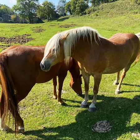 Narciso Nocleg ze śniadaniem 3*
