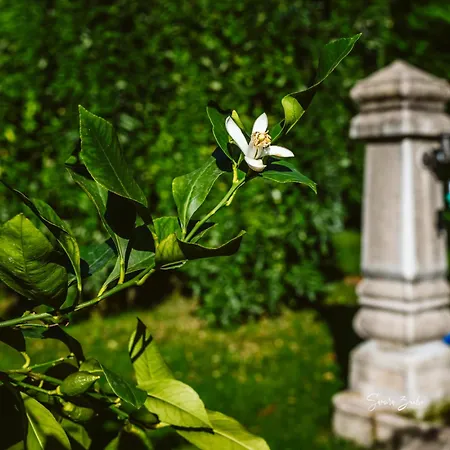 Narciso Bed & Breakfast 3*