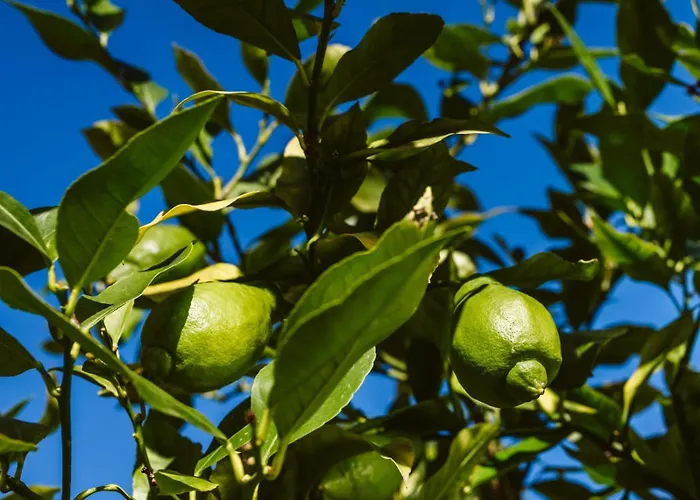 Bed & Breakfast Narciso Valbrona